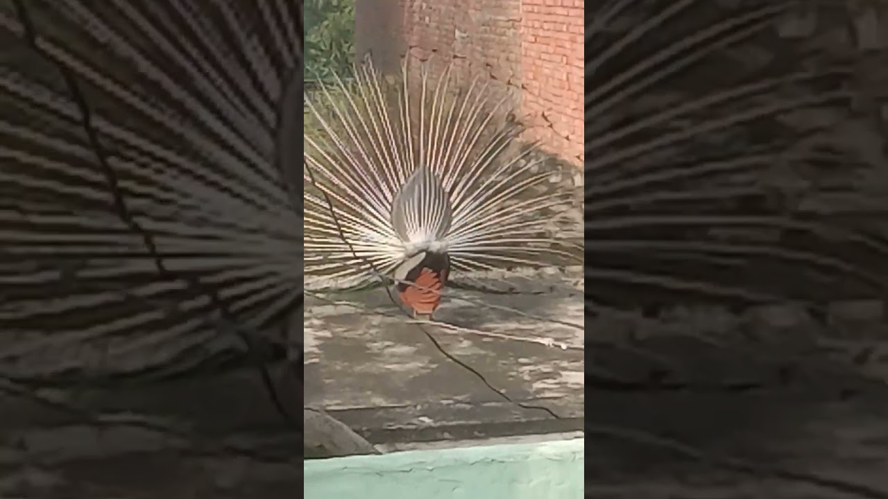 #short  peacock dance vrindavan village