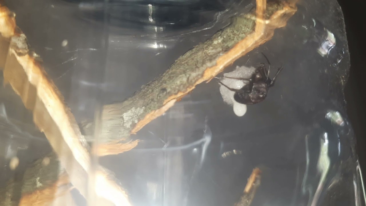 found a real western widow finally 🙌👏😍 not a Lil false! It was pregnant!!!