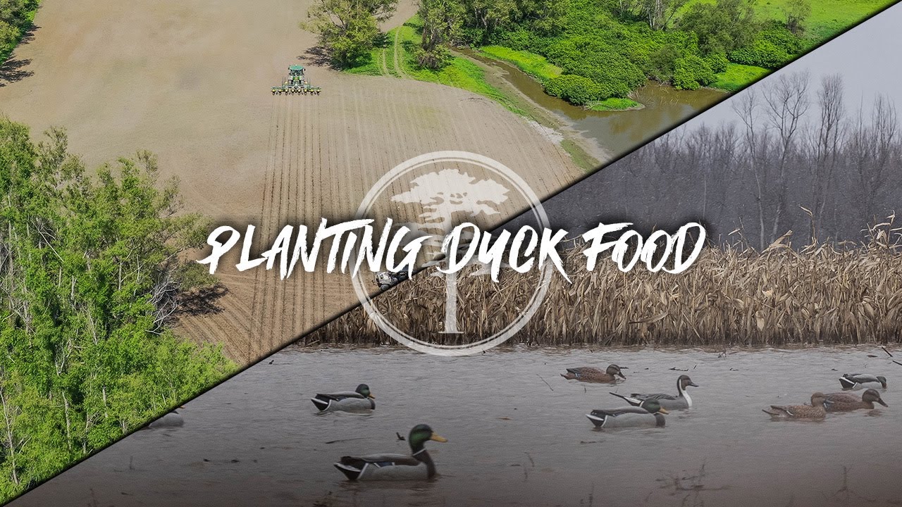 Duck Hunting- Planting Corn and Fighting Beavers!