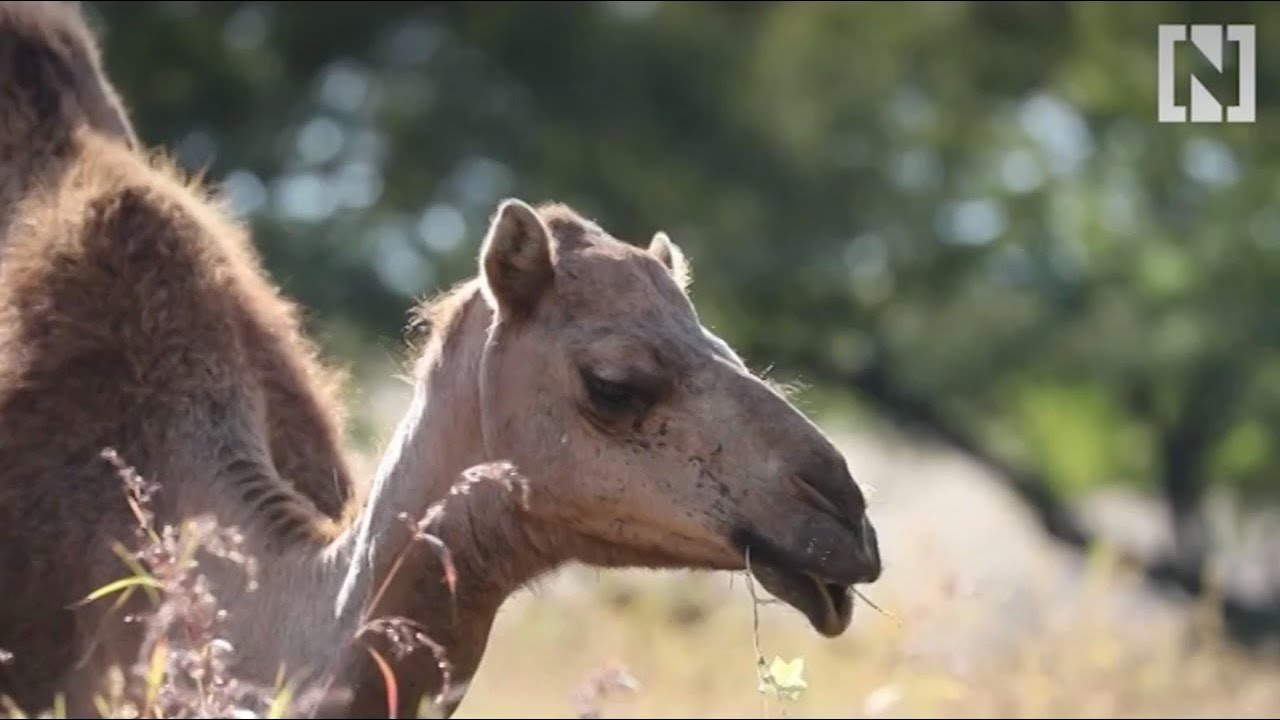 The camel calamity of Oman