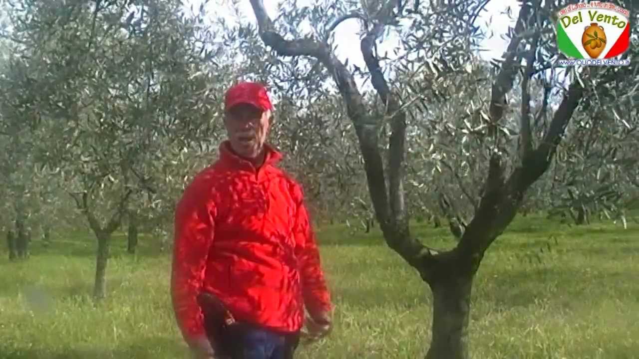 Olio Del Vento di Canosa Di Puglia