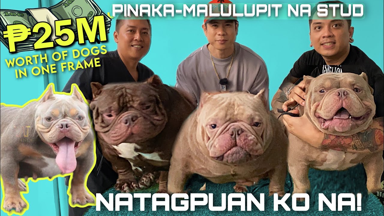 PINAKA-MATITINDING STUD NA EXOTIC BULLIES ANG PAGPIPILIAN! DEZINER BULLZ • Sam Walastik
