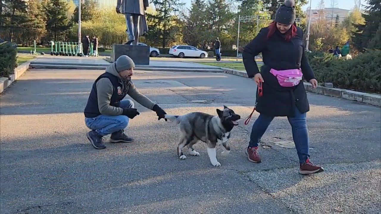 Husky siberian pui. Prima ședință de dresaj