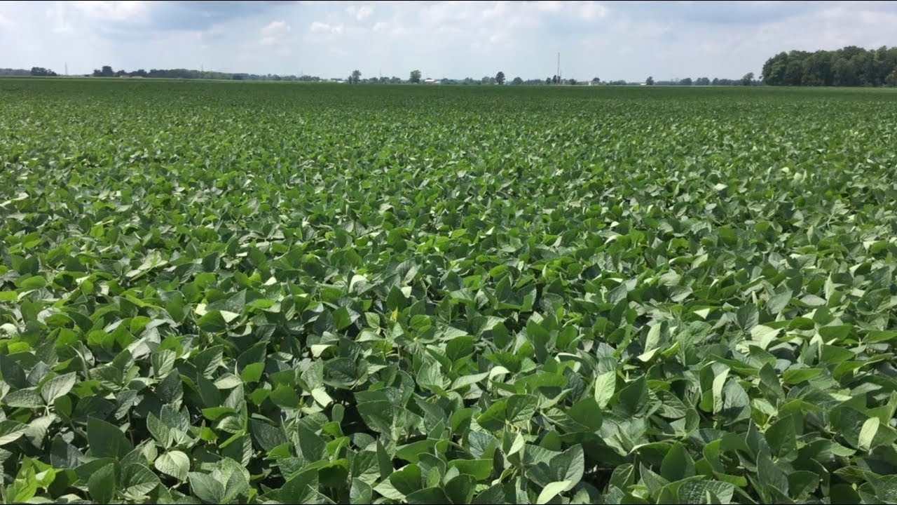 Soybean School: Growing Forage Soybeans