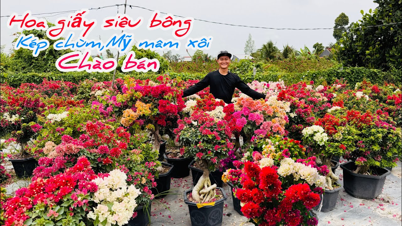 Hoa giấy siêu bông kép chùm,Mỹ mâm xôi,lửa chào bán..26/02😘📲0898.802.340.Luật 