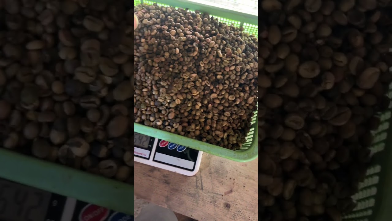 Proses Roasting Kopi Dark Roast Pesanan Warga | Cara Roasting Kopi yang Benar & Wangi Maksimal