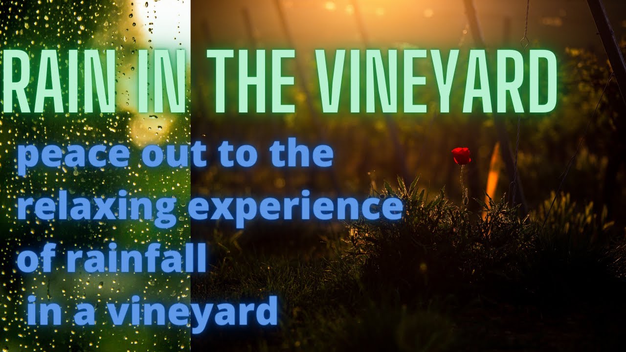 Rain in a Vineyard - Over 2 and a half hours of rainfall for sleep, study, peacin' out