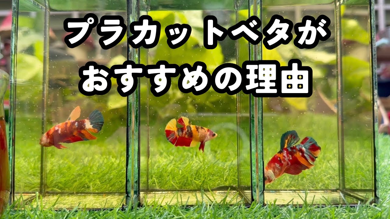 プラカットベタがおすすめの理由｜初心者でも飼いやすく色や模様が魅力なベタ