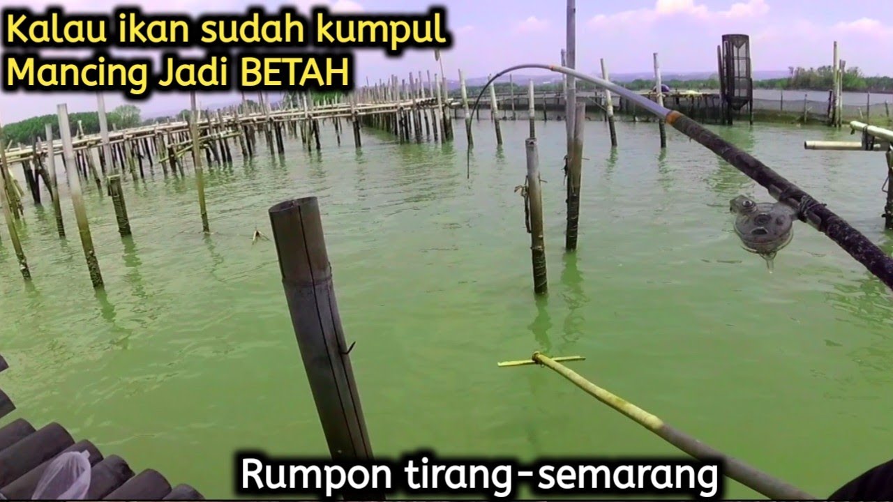 Mancing dirumpon baru..!!Kalau ikan ini sudah makan pasti tak mau berhenti makan umpan ||Rabbitfish