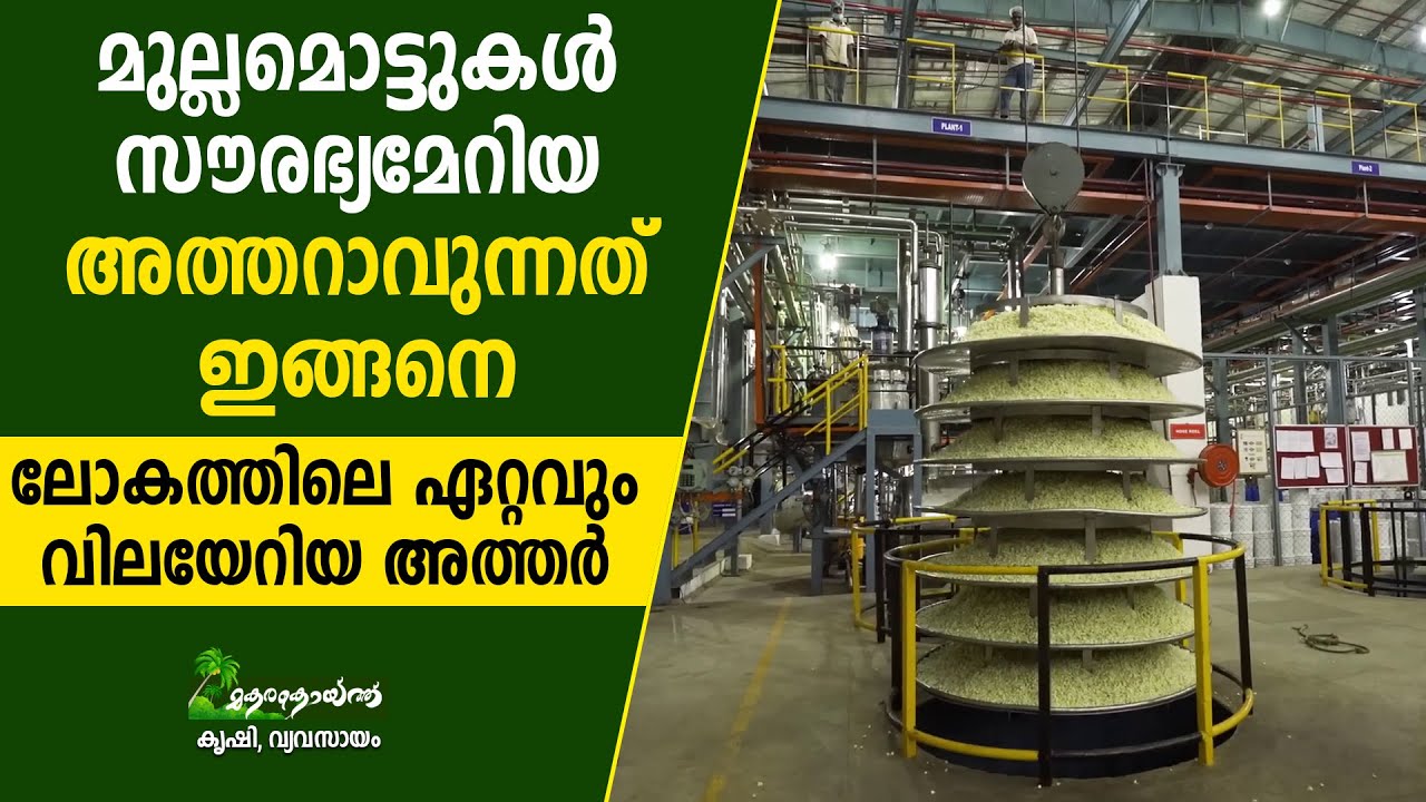 മുല്ലമൊട്ടില്‍ നിന്ന് അത്തര്‍ നിര്‍മ്മിക്കുന്ന കാഴ്ച I Make Jasmine perfume