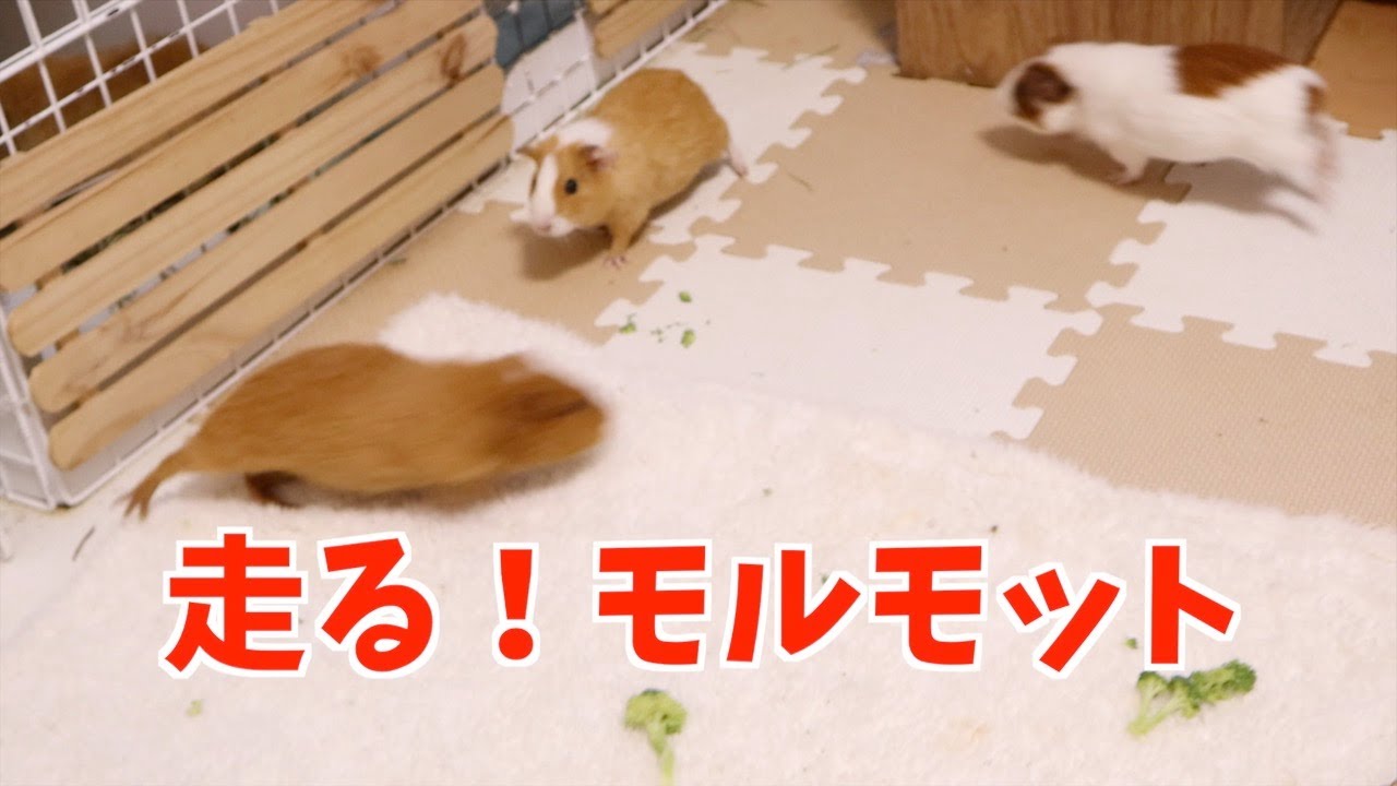 【モルモット】最後に兄弟で部屋んぽしたら珍しく走りまくったモルモット