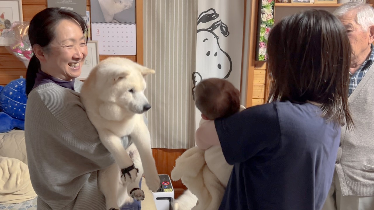 久しぶりの家族全員集合が嬉しくて、尻尾ブンブン振って喜び、輪に入ろうとする柴犬とサモエド