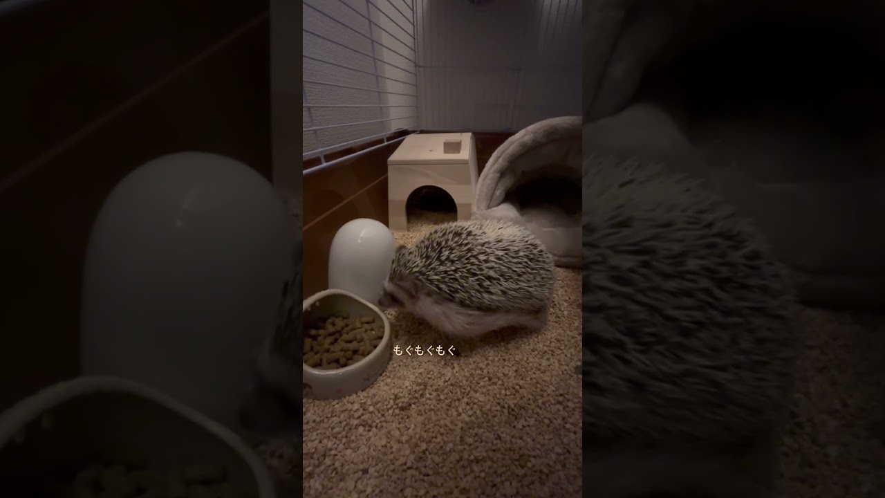 ハリネズミのゴマちゃん時々日記 