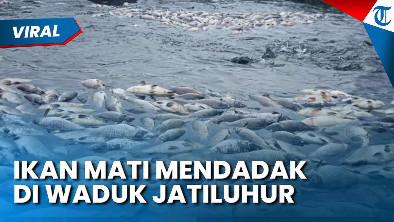 RATUSAN KILOGRAM IKAN MATI MENDADAK DI WADUK JATILUHUR, Ini Penyebabnya, Petani Rugi Ratusan Juta