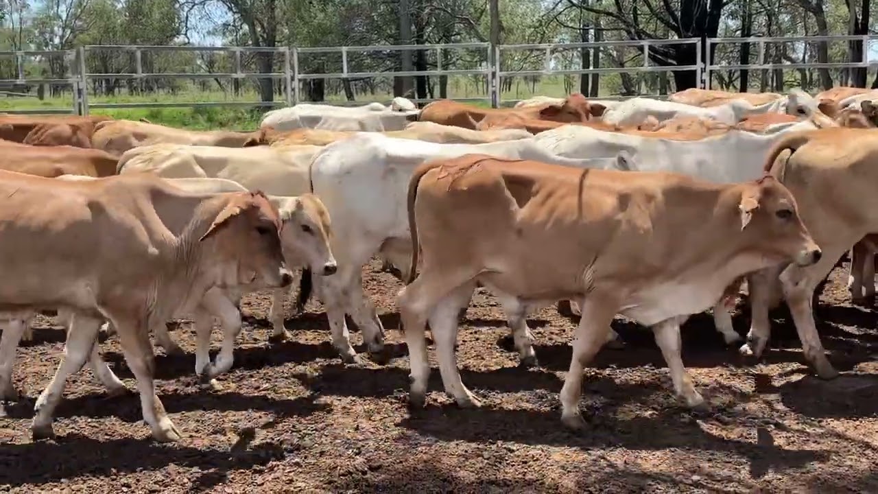 Auctions Plus - 160 Brahman/DM/Euro Cross Steers, EU ACCREDITED, PCAS ELIGIBLE.