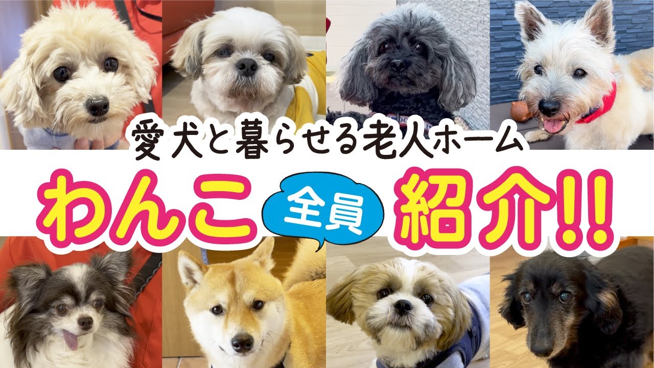【8匹大公開】老人ホームで暮らす犬紹介〜豆柴からチワワまで〜