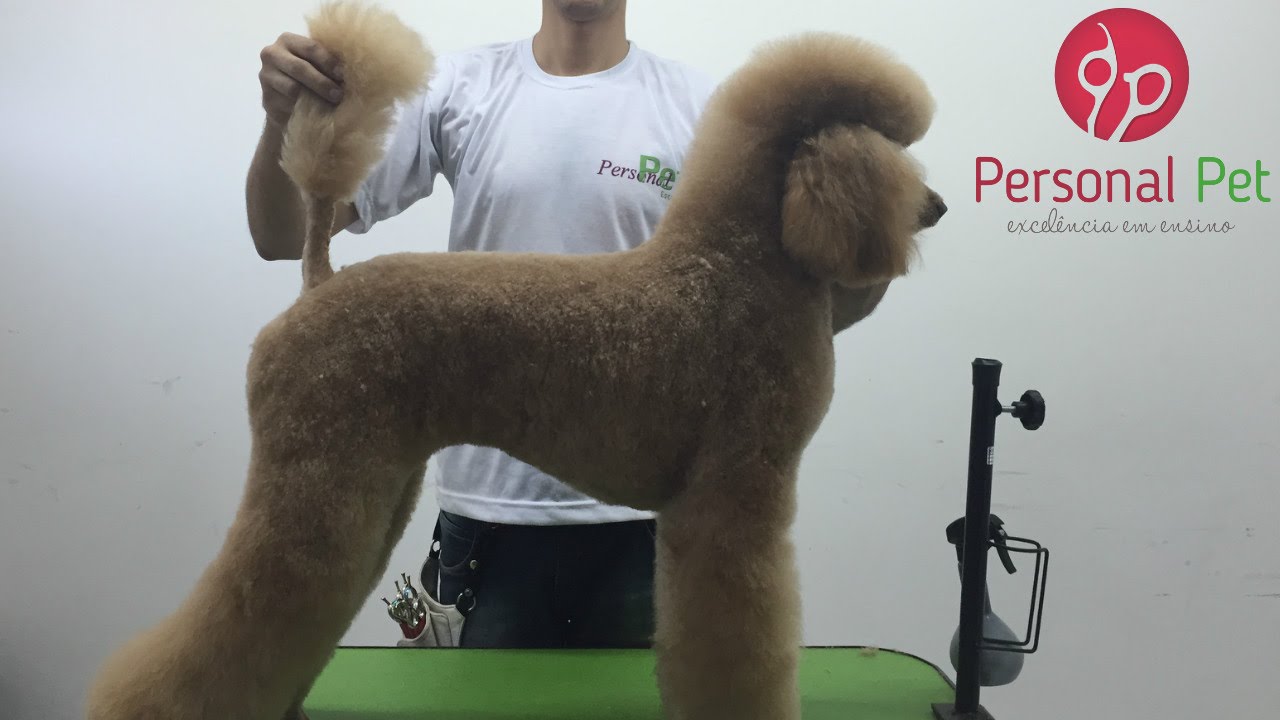 CURSO DE BANHO E TOSA / Tosa Higiênica Poodle - Fucinho