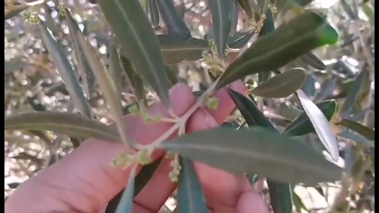 مرحلة تزهير شجرة الزيتون و كيفية الاعتناء بالشجرة في هذه المرحلة #شجرة #الزيتون #المغرب