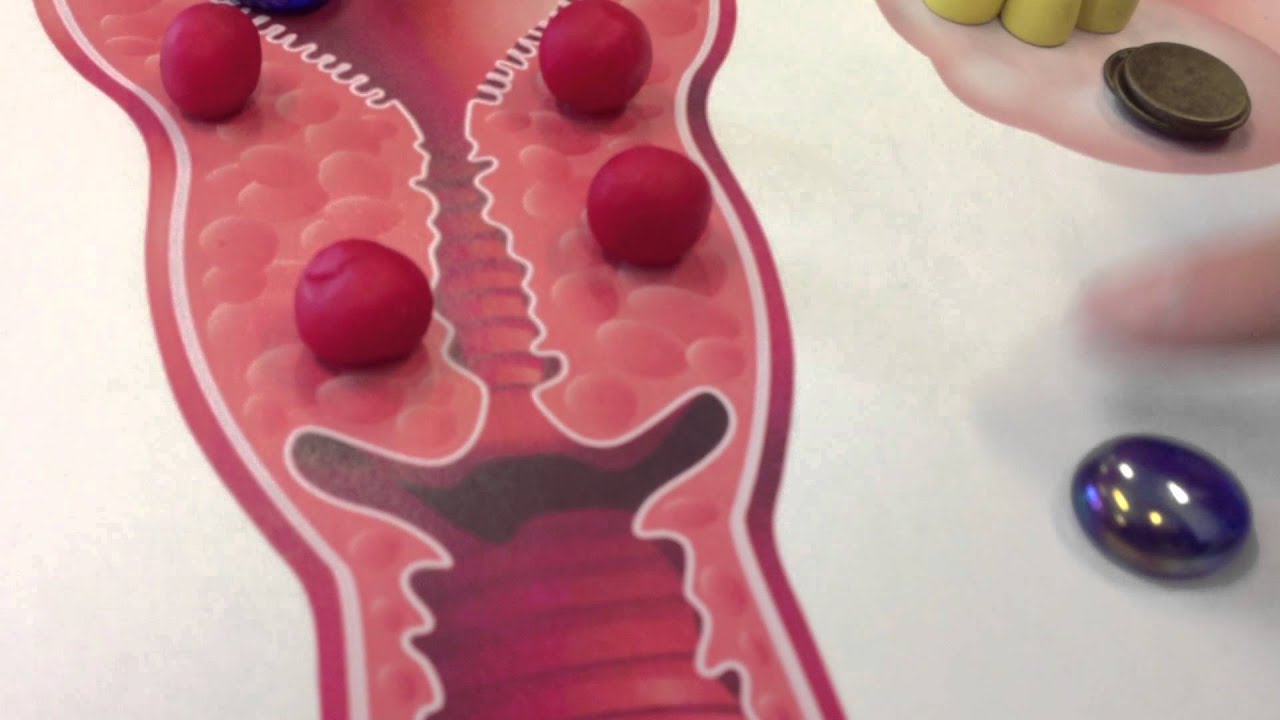 Biologie; Sexualkunde, Fortpflanzung Part 6