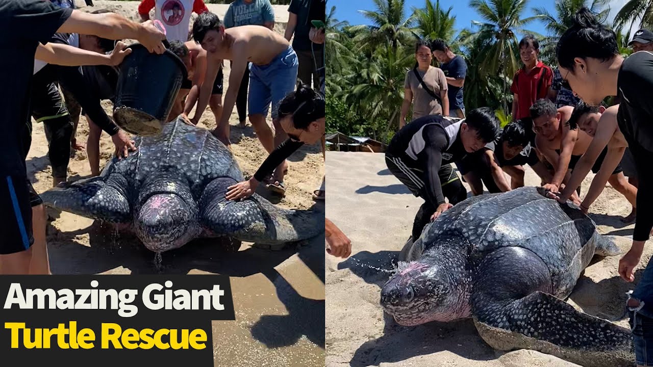 People help GIANT leatherback sea turtle crawl back into the sea | Sea turtle rescue