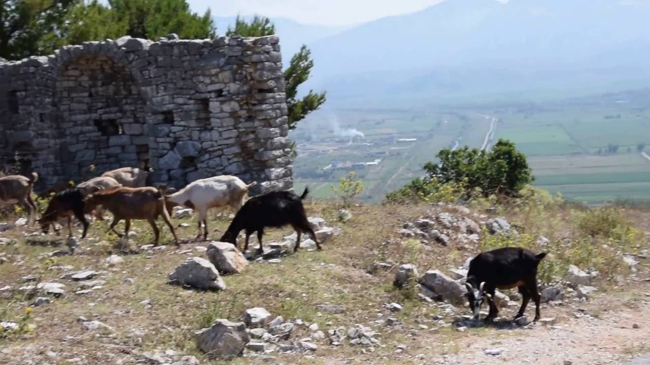 kozy na drodze do zamku Lekursi