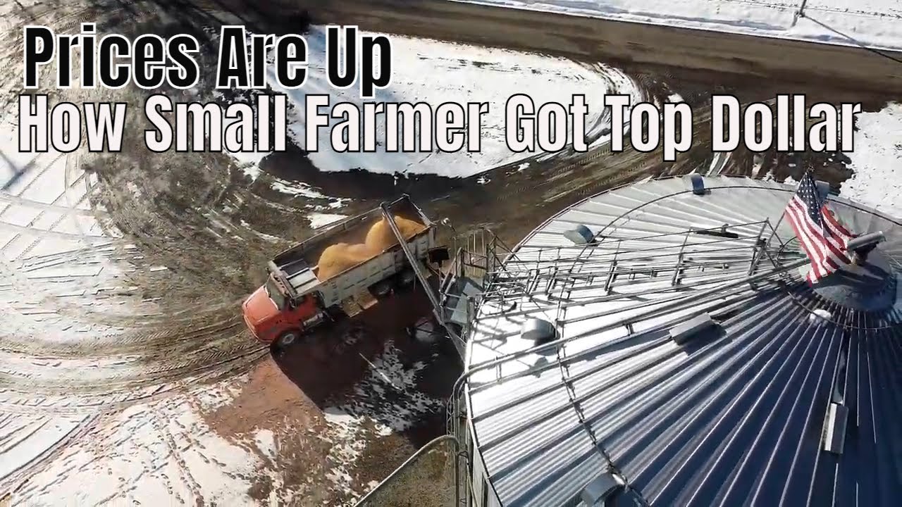 Corn Prices Are Up  How I Sold Mine To Make Extra