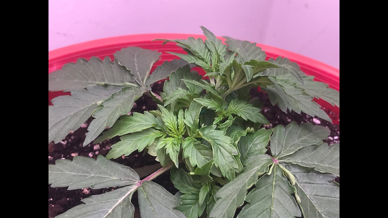 Auto Flower White Widow Crop King Seeds Day 1 to Day26 Preflower