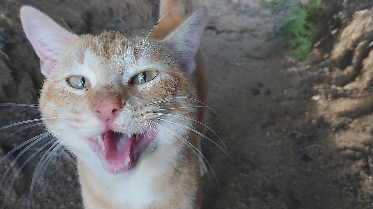 Gatitos robados 🐈🐈🐈