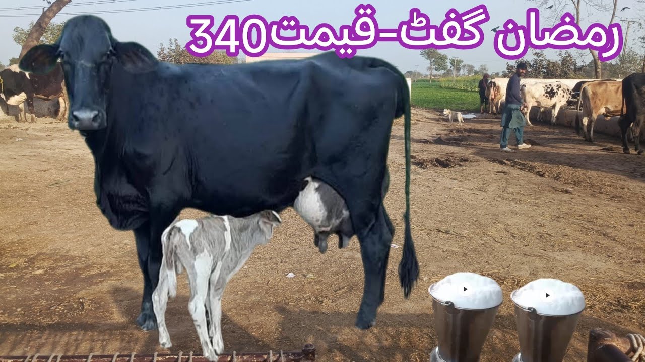 03466152628 | Cholistani friesian cross cow| cholistani cross cow | cholistani cow | #cow