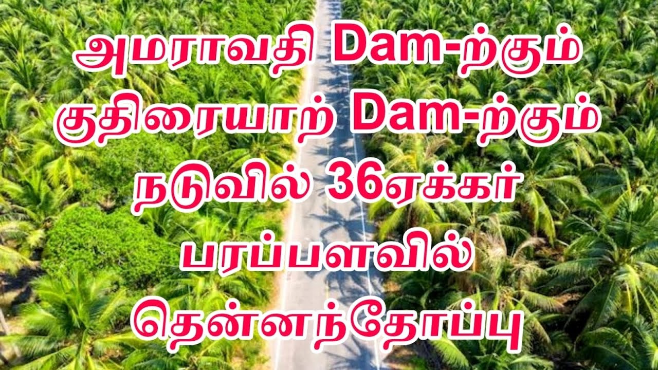 அமராவதி Dam-ற்கும் குதிரையாற் Dam-ற்கும் நடுவில் 36 ஏக்கர் பரப்பளவில் தென்னந்தோப்பு விற்பனைக்கு 