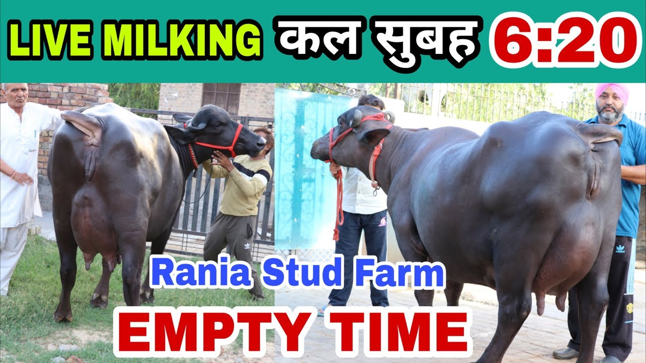 Live Milking 🌹🌹 Rania Stud Farm. Empty Time 🌹🌹 Buffalo-Dilruba & Baani