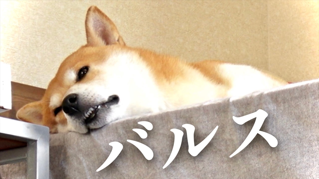 【魔曲】柴犬こむぎを聴いてほしい