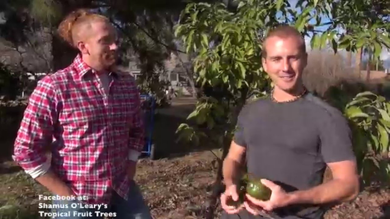 Phoenix, Arizona Avocado Tree Orchard Tour Part 2