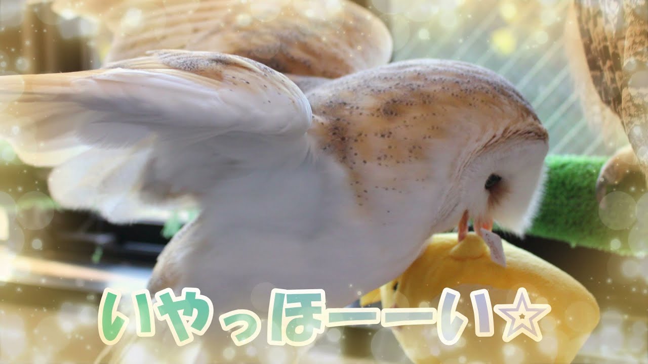 カメラを気にしないふくろう【Owl not caring about the camera】