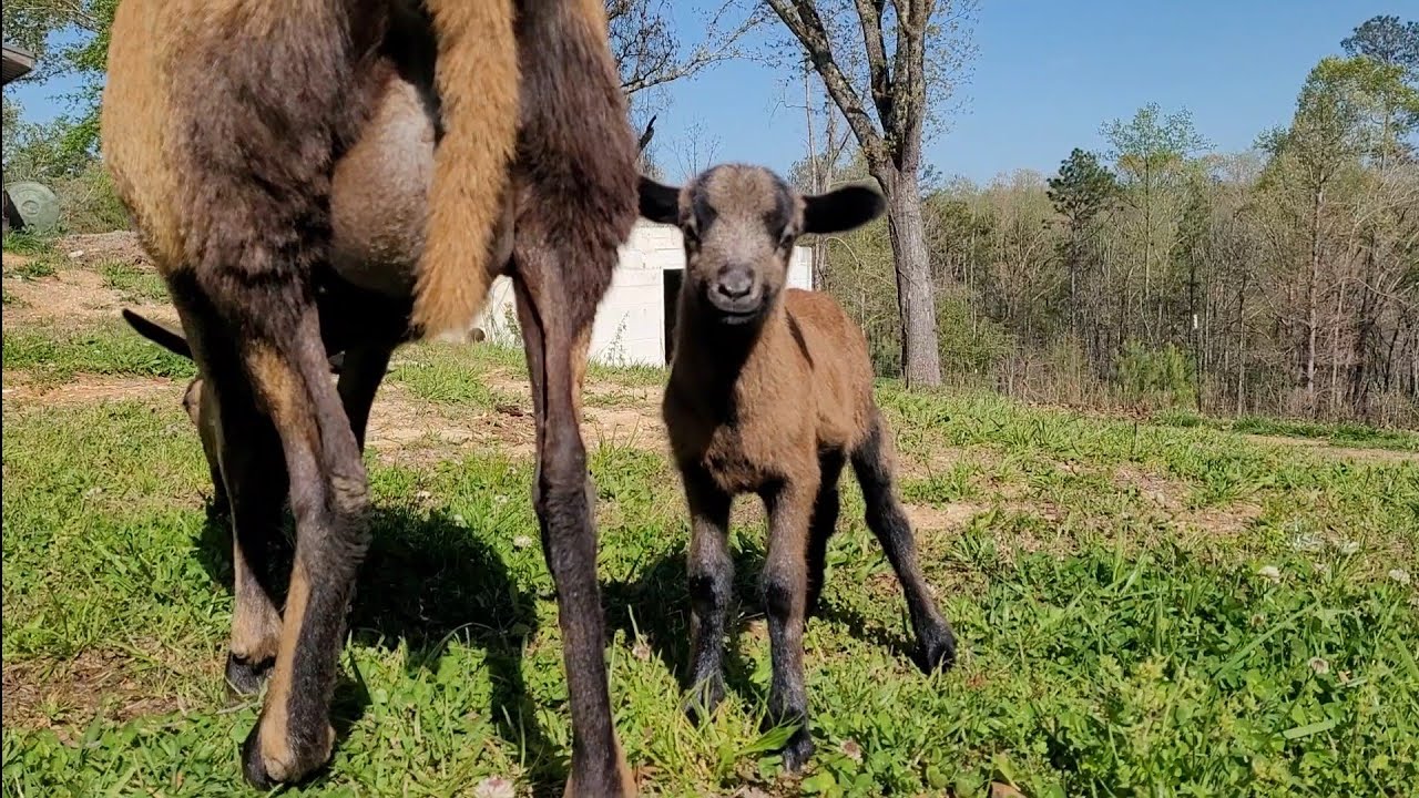 Sheep in the yard!  First lamb of the season, Barbados Blackbelly sheep