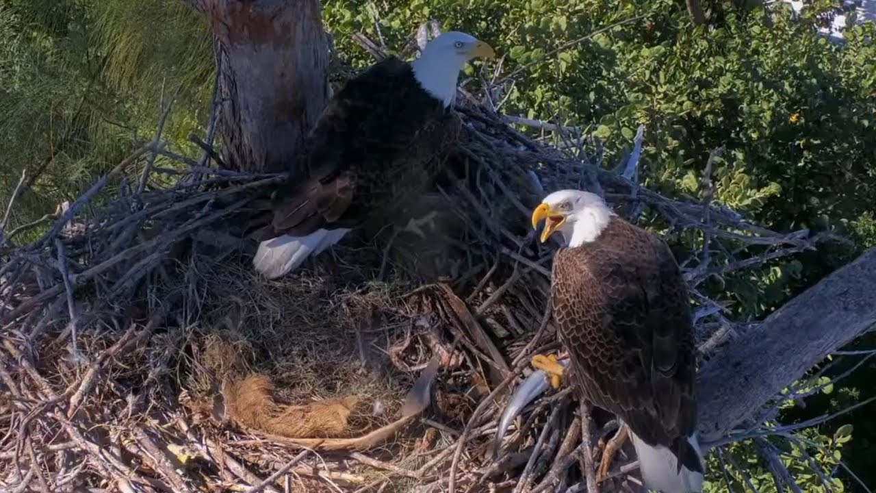 Clive brings lunch fish for Connie | Captiva Eagle Cam | Nov 13, 2025