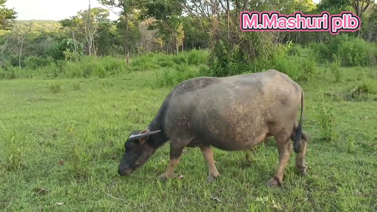 ALHAMDULILLAH TIGA SUDAH INDUKNYA YG MELAHIRKAN DAN SEMOGA BOCIL NYA SEHAT