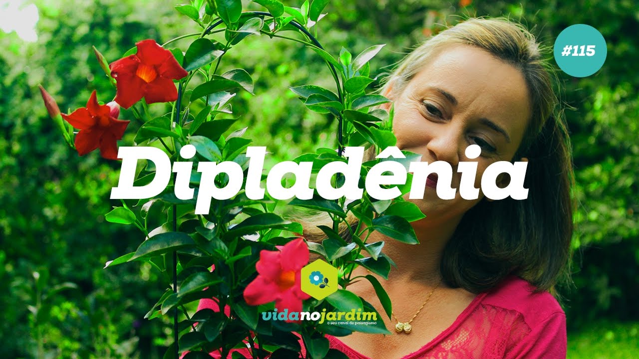 Dipladenia