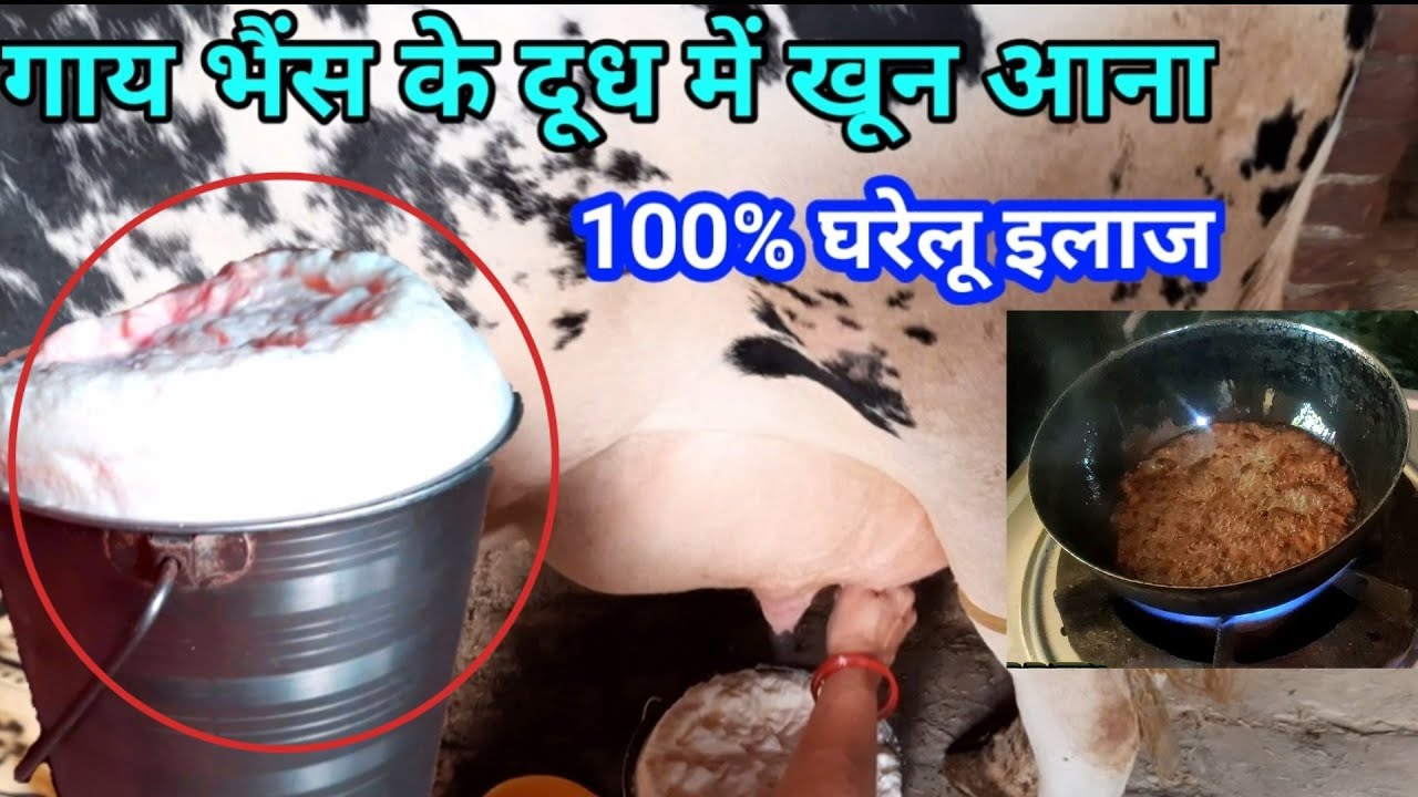 #गाय #भैंस के दूध में खून आने का घरेलू इलाज, cow buffalo in milk mastitis treatment in cow buffalo.