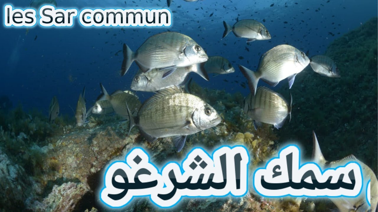 أسرار سمك الشرغو الشراغيش الشرغوش وطريقة اصطيادها  مواطنها أطعمتها    le Sar poisson ou Sar commun
