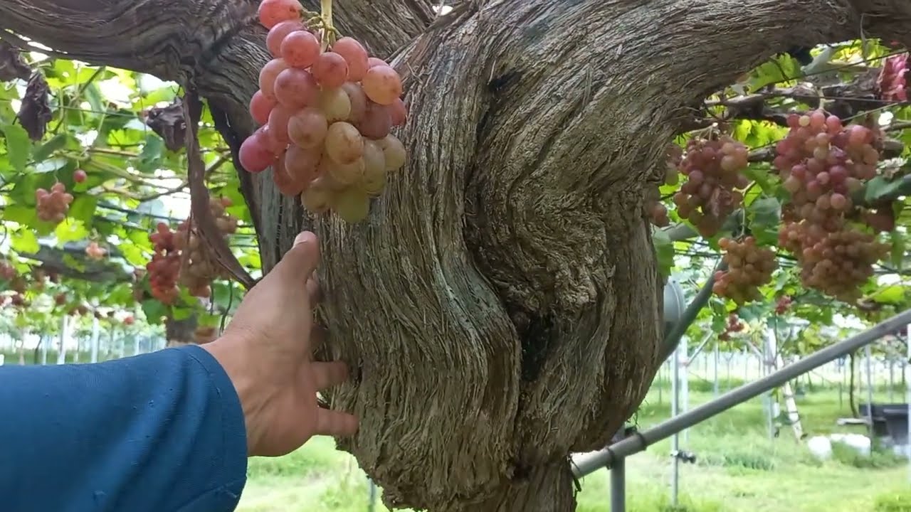 Выращивание виноградной лозы, виноградарство, виноградник Ёнгван