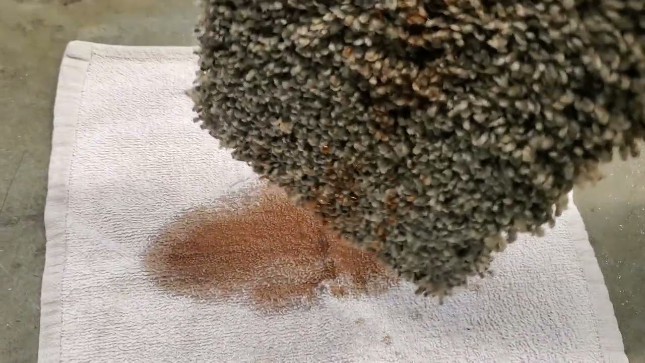 Why Carpet Protectant is Important | Scotchgard