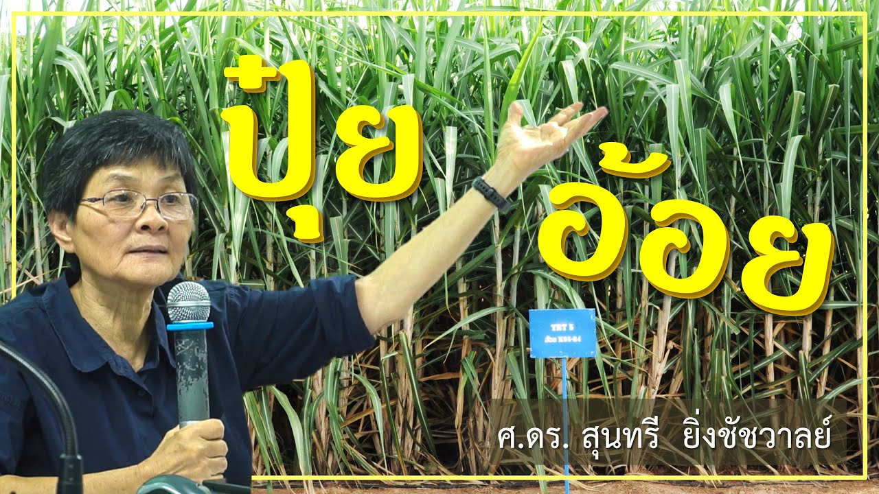 อ้อย - ตอนที่ 1 - การกำหนดสูตร อัตรา และวิธีการใส่ปุ๋ยอ้อย