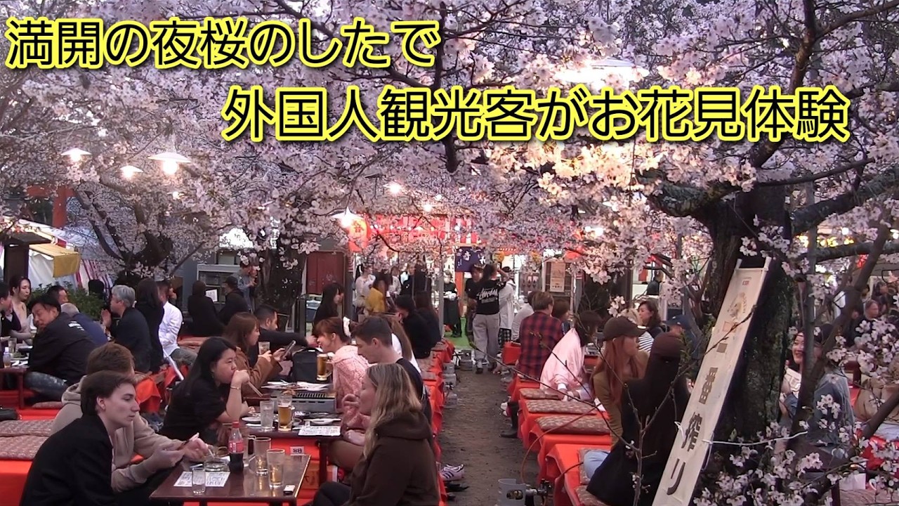 満開の夜桜の下で外国人観光客がお花見体験！日本の春の夜はなんて美しいのか！