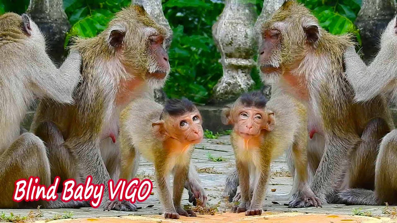 Unbelievable to adorable baby Vigo become to blind baby like this looks most sad to seeing