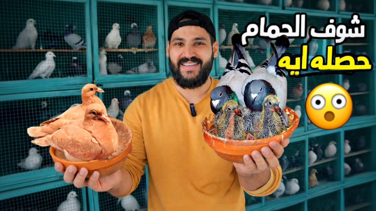 شوف الحمام حصله ايه 😯 متابعة الحمام اليوميه👌