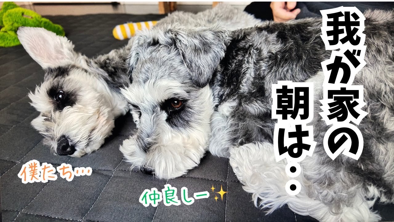 【愛犬の日常】冬の日の我が家の朝は・・・愛犬に囲まれ癒され楽しむ休日の午前中