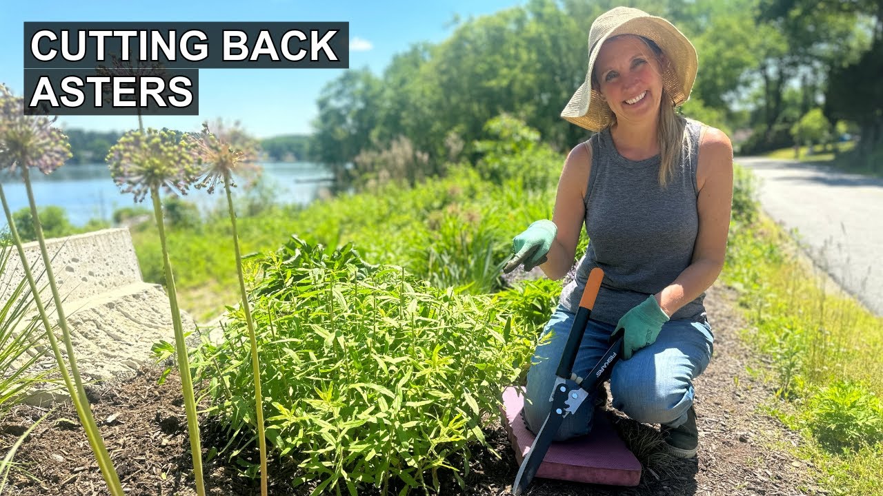 How to Cut Back Asters for Height Control
