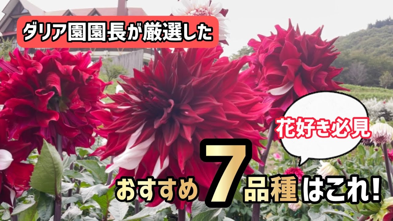 【花】秋田国際ダリア園 園長が超厳選！ダリアおすすめ7品種