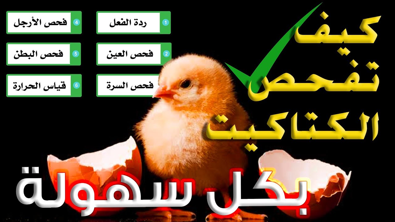 فحص الكتاكيت عمر يوم فى مزارع الدواجن🐥🐣 حلقة رقم 6 #كورس_تربية_الدواجن_التسمين